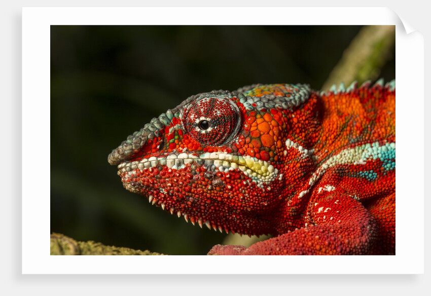 Panther Chameleon, Madagasdar by Anonymous