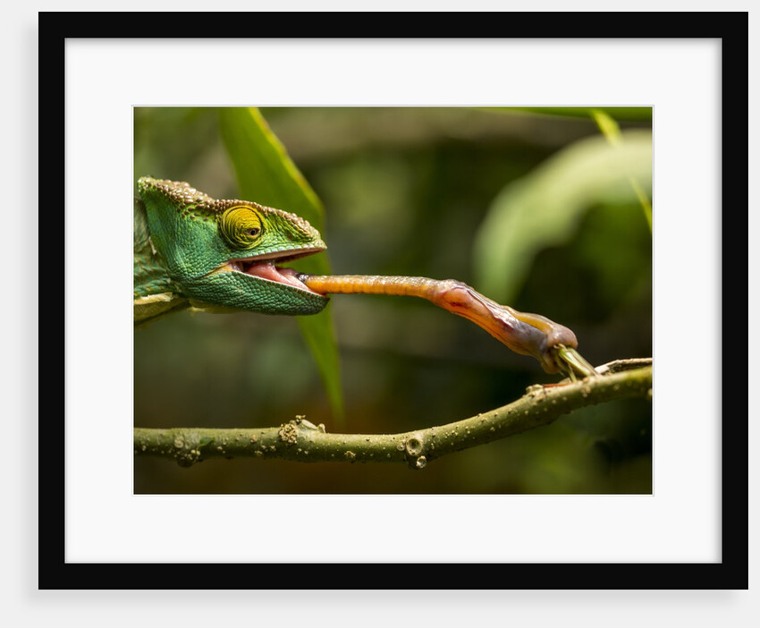 Parsons Chameleon, Madagascar by Anonymous