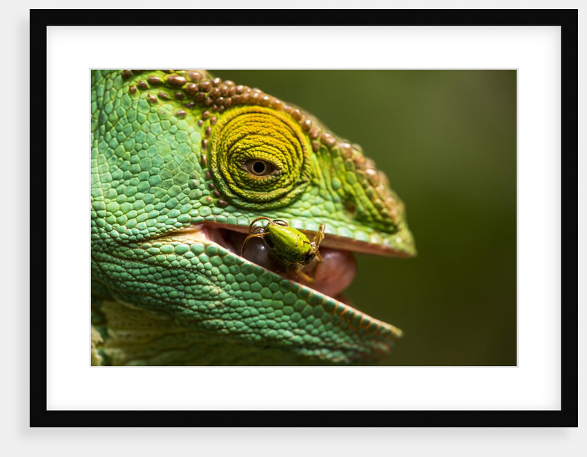 Parsons Chameleon Eats Grasshopper, Madagascar by Anonymous