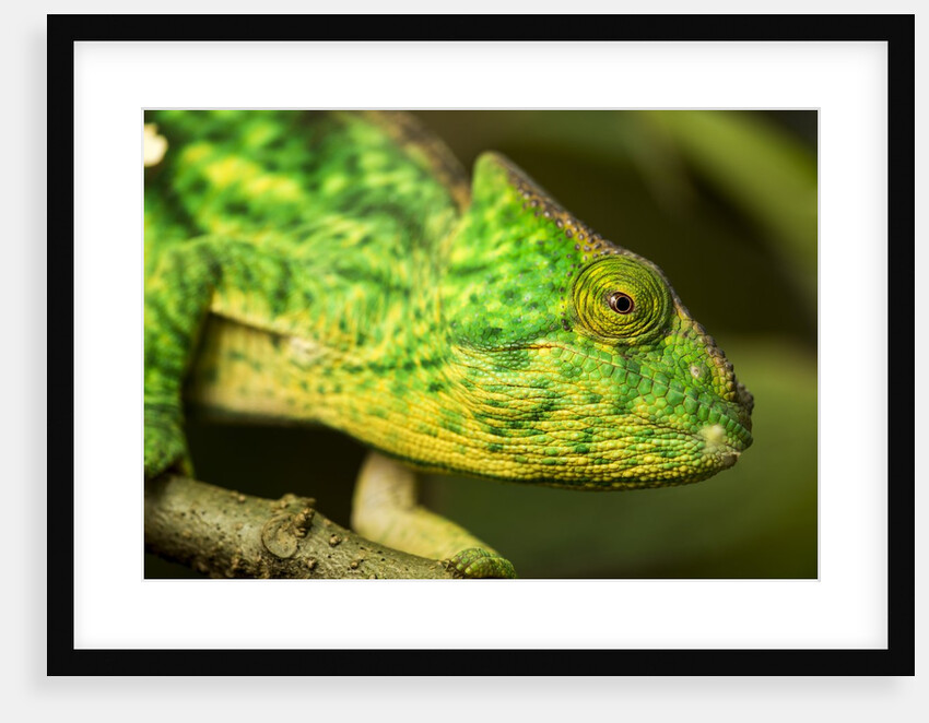 Parsons Chameleon, Madagascar by Anonymous