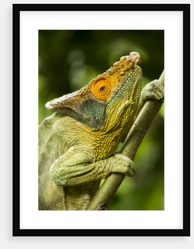 Parsons Chameleon, Madagascar by Anonymous