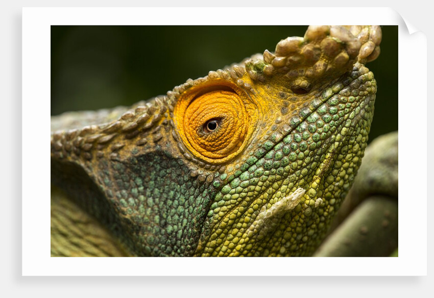 Parsons Chameleon, Madagascar by Anonymous