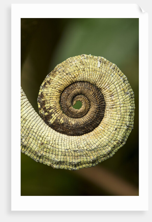 Parsons Chameleon Tail, Madagascar by Anonymous