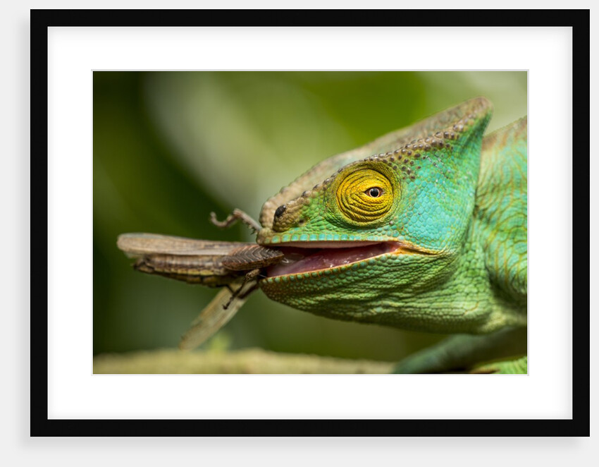 Parsons Chameleon Eating Grasshopper, Madagascar by Anonymous