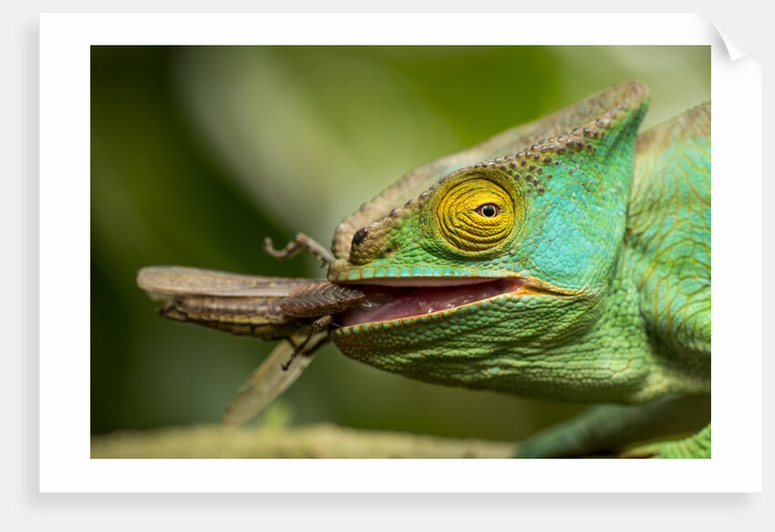 Parsons Chameleon Eating Grasshopper, Madagascar by Anonymous