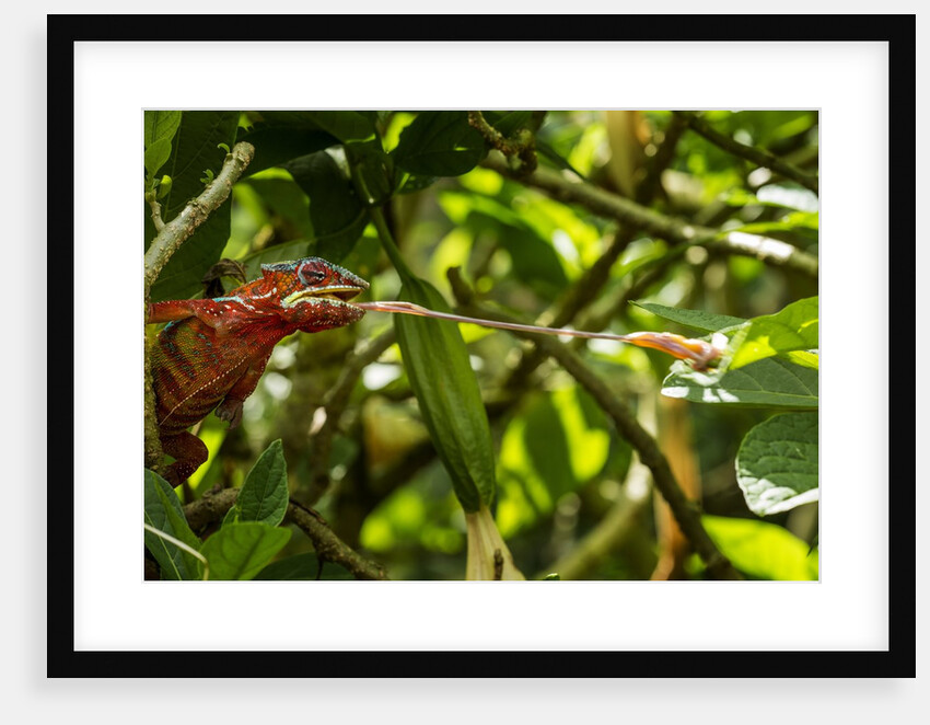 Panther Chameleon, Madagasdar by Anonymous