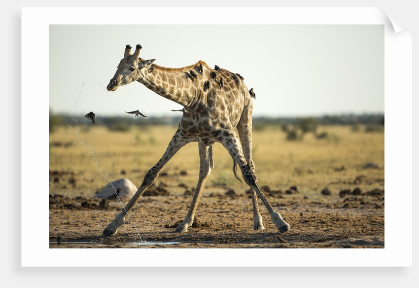 Drinking Giraffe, Nxai Pan National Park, Botswana by Anonymous