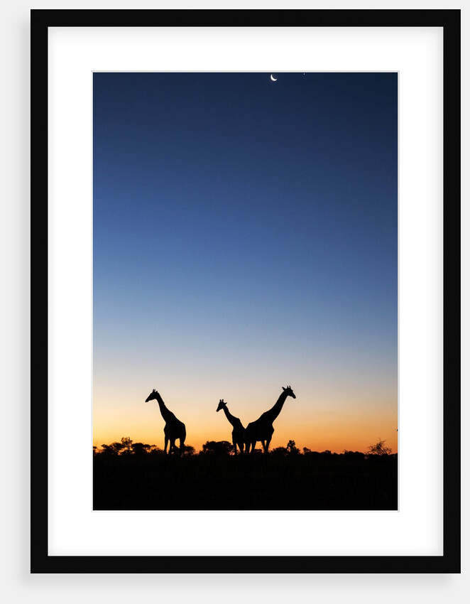 Giraffe, Makgadikgadi Pans National Park, Botswana by Anonymous