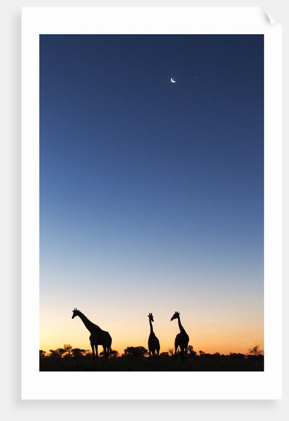 Giraffe, Makgadikgadi Pans National Park, Botswana by Anonymous
