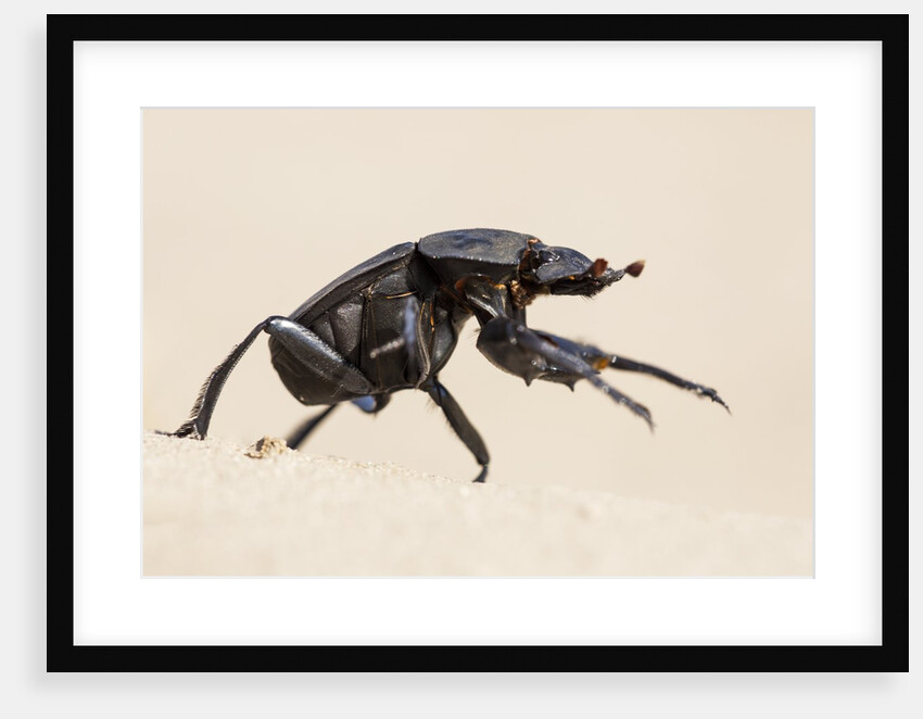 Dung Beetle, Nxai Pan National Park, Botswana by Anonymous
