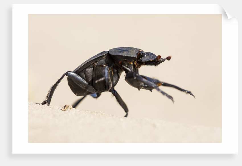 Dung Beetle, Nxai Pan National Park, Botswana by Anonymous