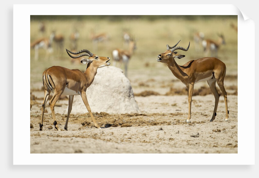 Impala, Nxai Pan National Park, Botswana by Anonymous