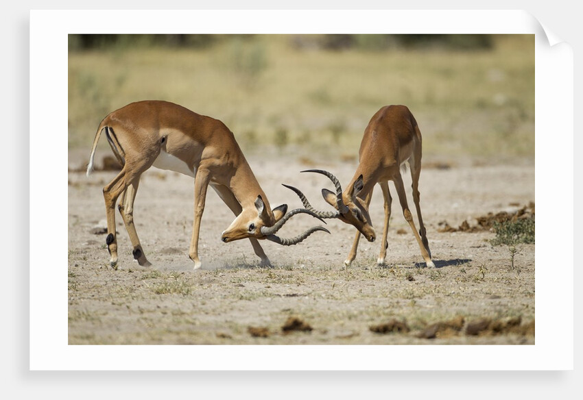 Impala, Nxai Pan National Park, Botswana by Anonymous