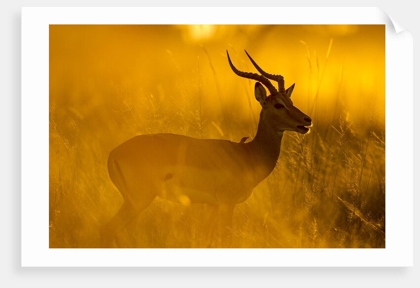 Impala, Moremi Game Reserve, Botswana by Anonymous