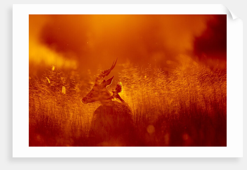 Impala, Moremi Game Reserve, Botswana by Anonymous