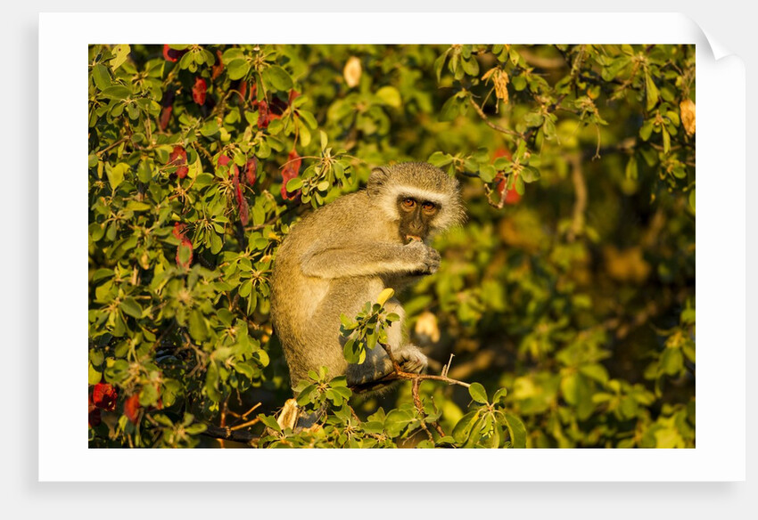 Vervet Monkey, Makgadikgadi Pans National Park, Botswana by Anonymous