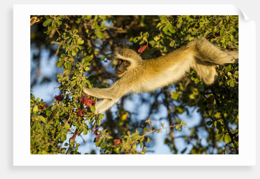Vervet Monkey, Makgadikgadi Pans National Park, Botswana by Anonymous
