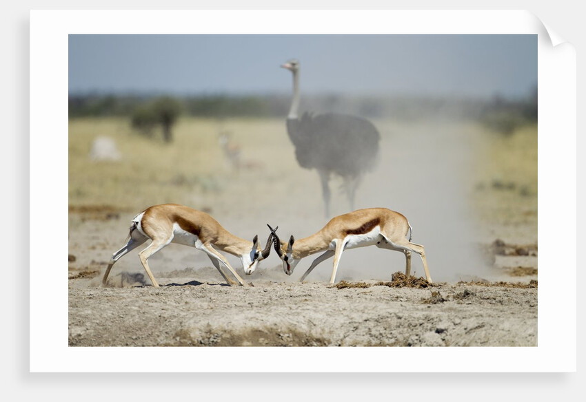 Sparring Impala, Nxai Pan National Park, Botswana by Anonymous