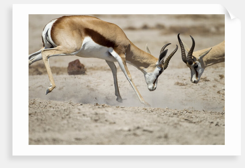 Sparring Impala, Nxai Pan National Park, Botswana by Anonymous