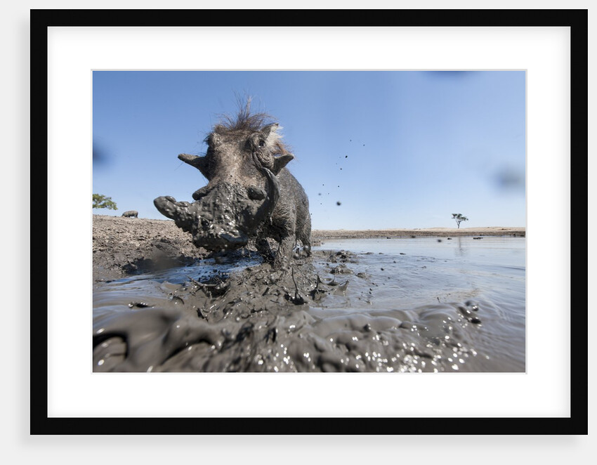 Warthog in Mud Hole, Chobe National Park, Botswana by Anonymous