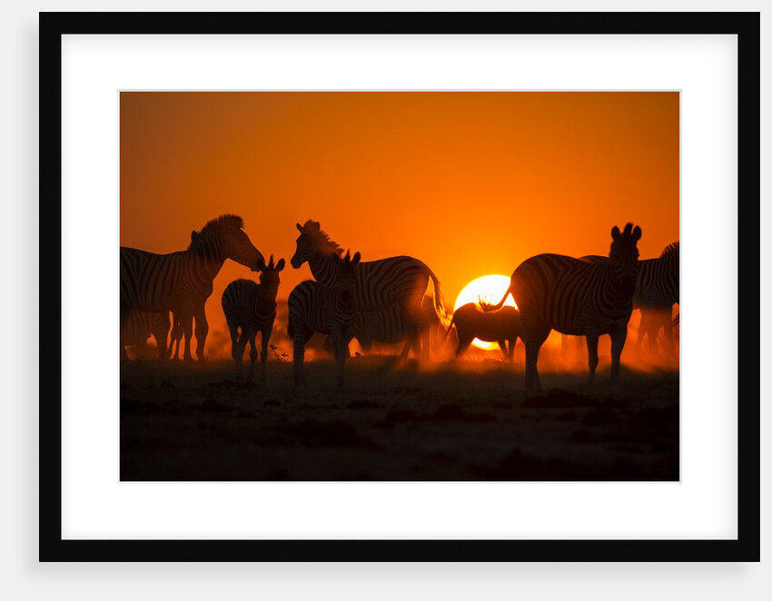 Plains Zebra, Makgadikgadi Pans National Park, Botswana by Anonymous