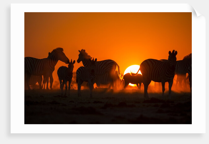 Plains Zebra, Makgadikgadi Pans National Park, Botswana by Anonymous