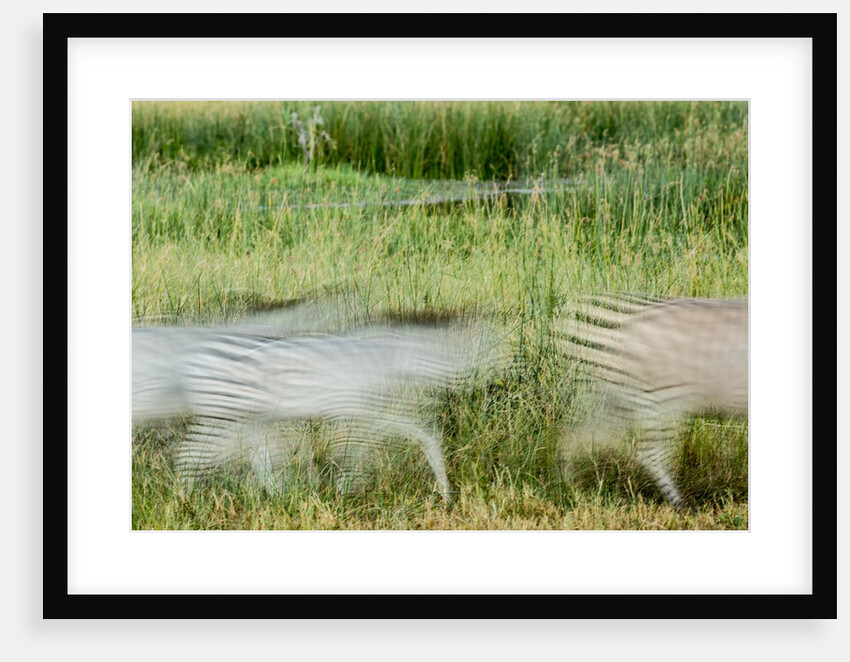 Blurred Plains Zebra, Makgadikgadi Pans National Park, Botswana by Anonymous