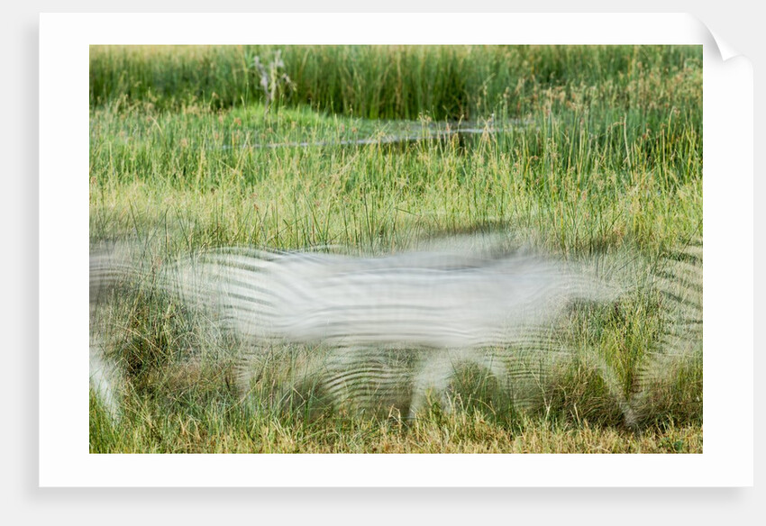 Blurred Plains Zebra, Makgadikgadi Pans National Park, Botswana by Anonymous