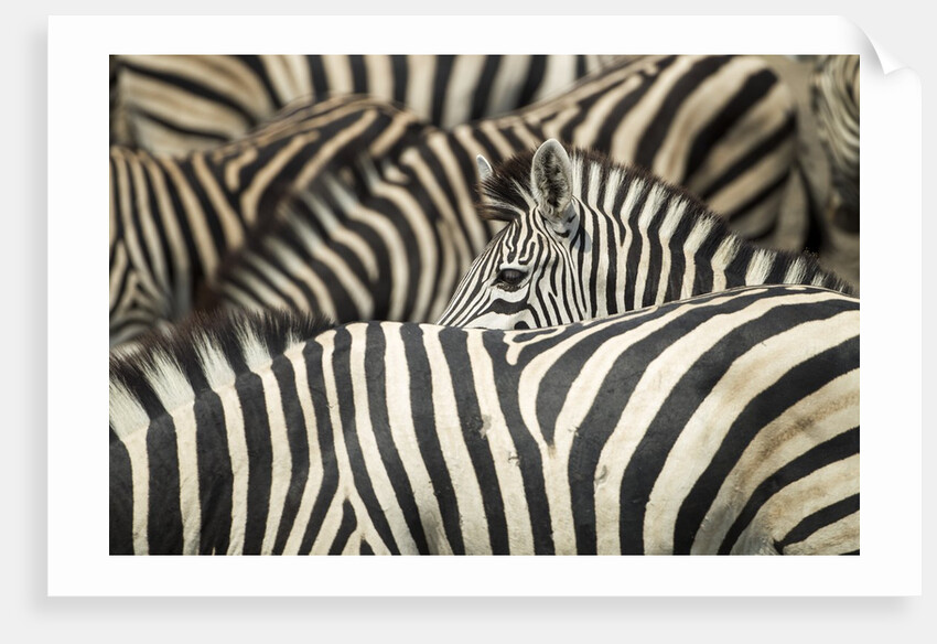 Plains Zebra, Chobe National Park, Botswana by Anonymous