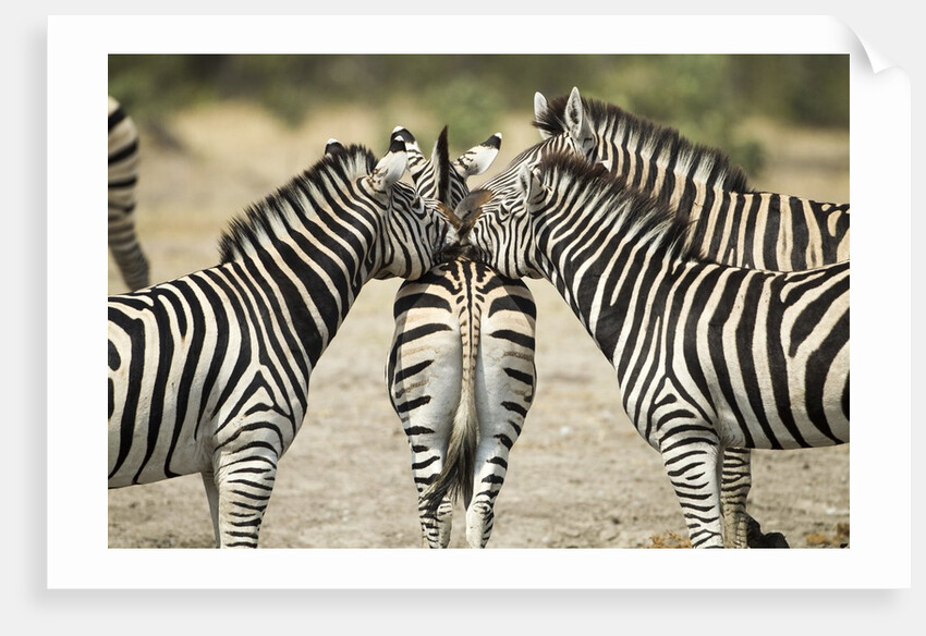 Plains Zebra, Chobe National Park, Botswana by Anonymous