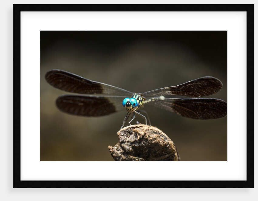 Dragonfly, Isalo National Park, Madagascar by Anonymous