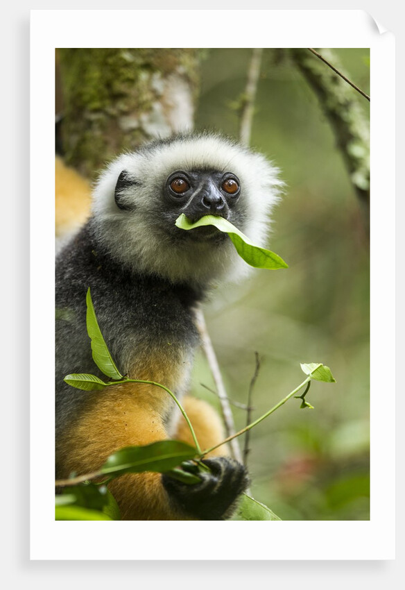 Diademed Sifaka, Andasibe-Mantadia National Park, Madagascar by Anonymous