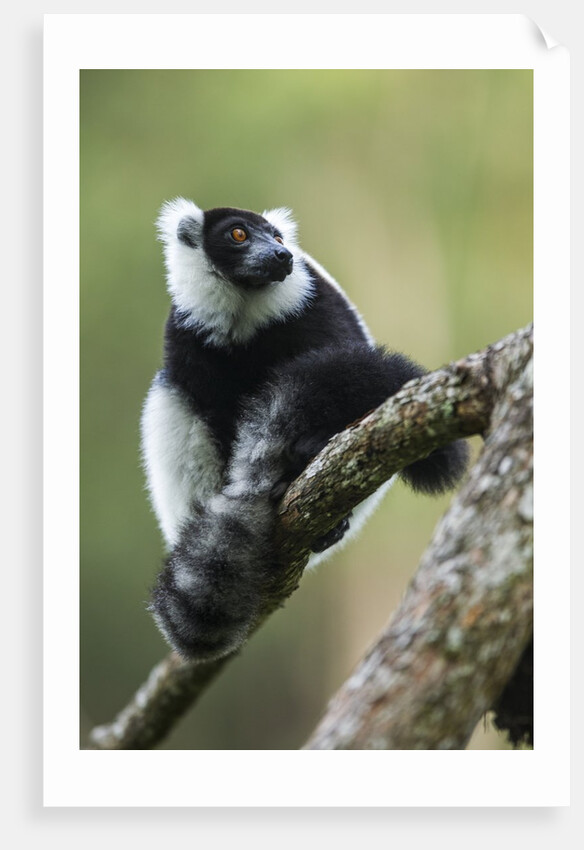 Black and White Ruffed Lemur, Madagascar by Anonymous