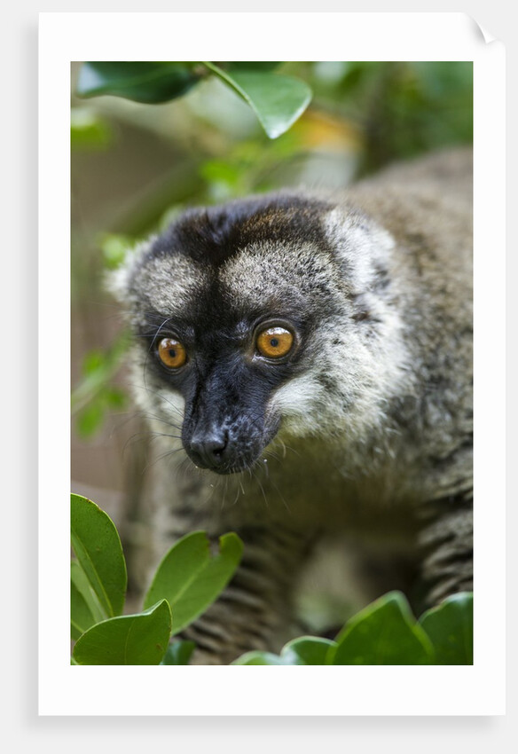 Common Brown Lemur, Madagascar by Anonymous