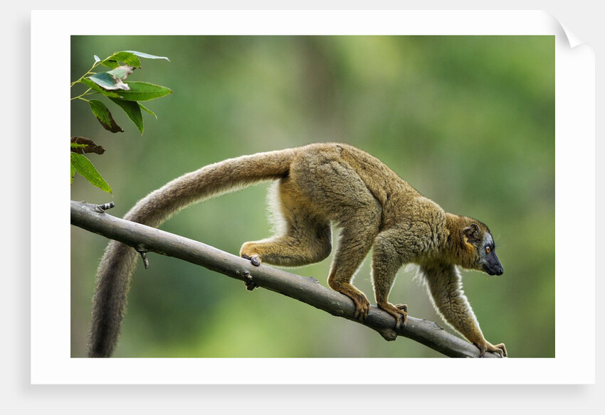 Common Brown Lemur, Madagascar by Anonymous