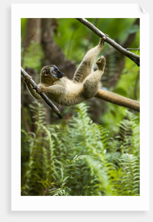 Common Brown Lemur, Madagascar by Anonymous