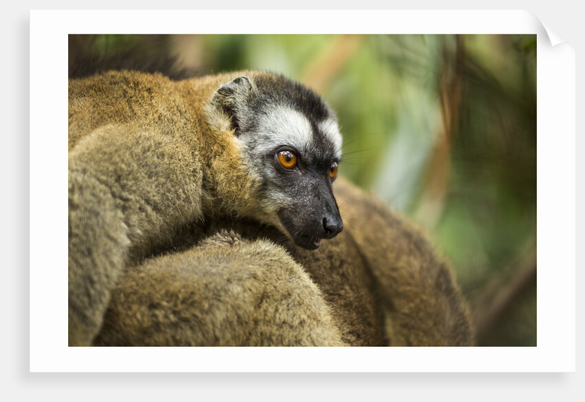 Common Brown Lemur, Madagascar by Anonymous