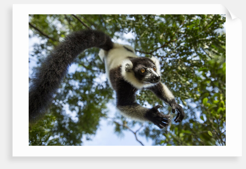 Black and White Ruffed Lemur, Madagascar by Anonymous