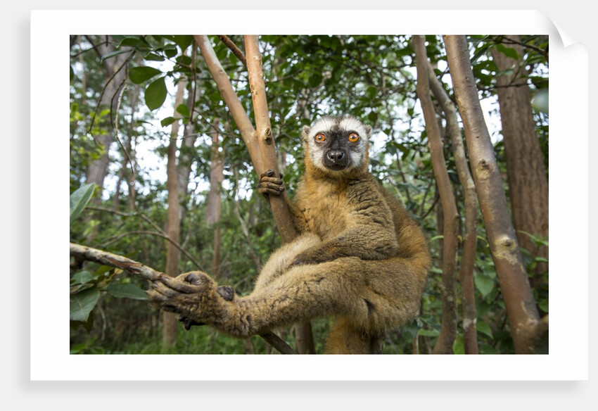 Common Brown Lemur, Madagascar by Anonymous