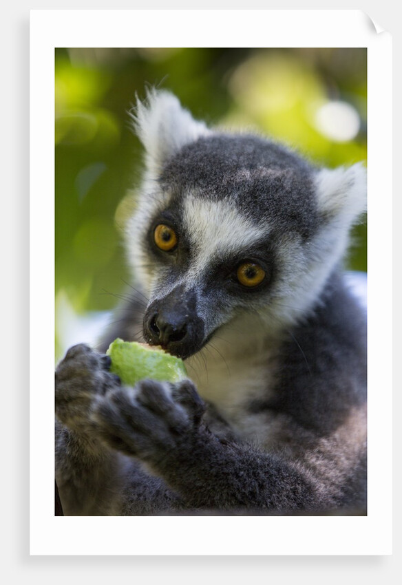 Ring-Tailed Lemur, Ambalavao, Madagascar by Anonymous