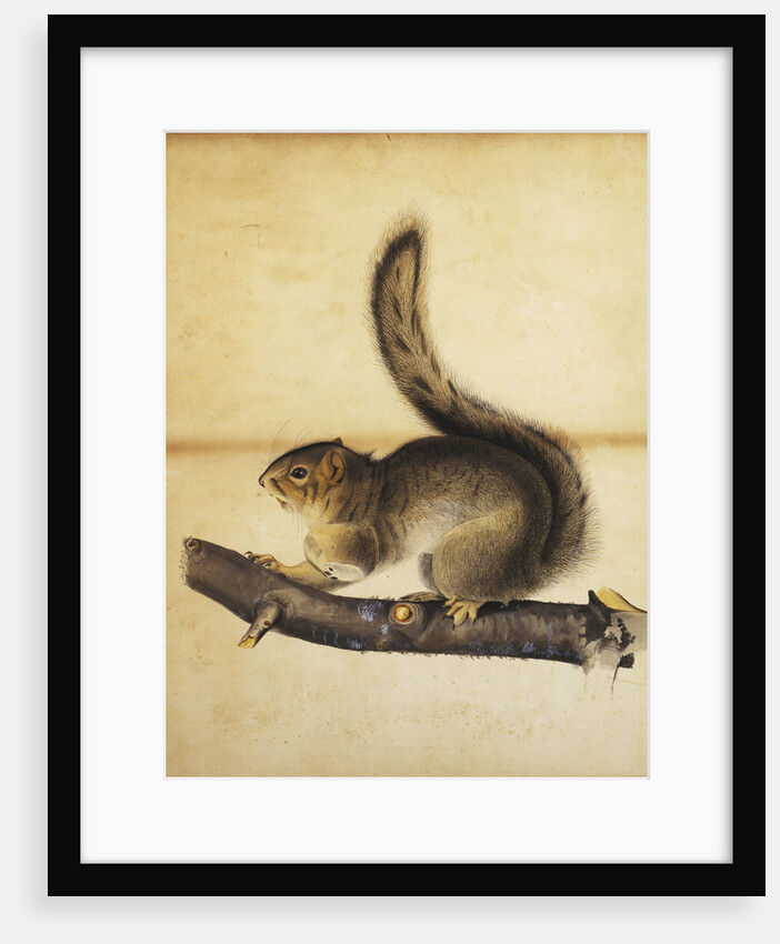 Eastern Grey Squirrel in Full Winter Coat by John James Audubon