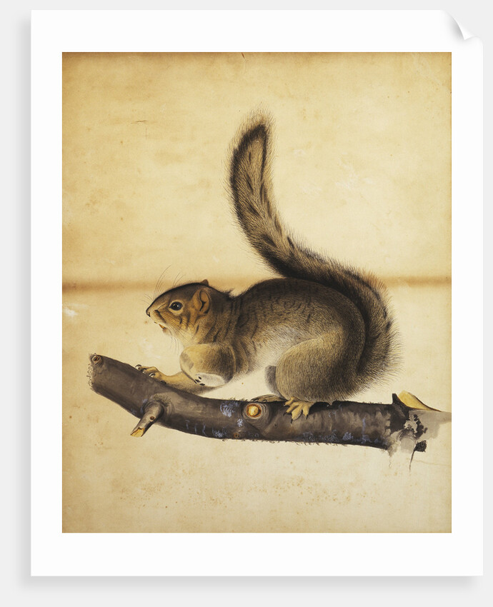 Eastern Grey Squirrel in Full Winter Coat by John James Audubon