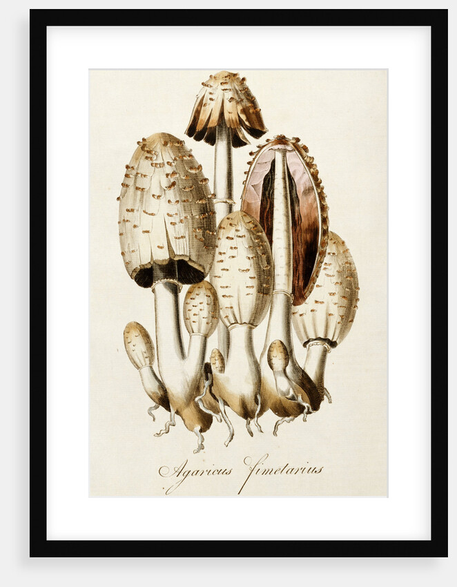 Common Inkcap (Agaricus Fimetarius) by Anonymous