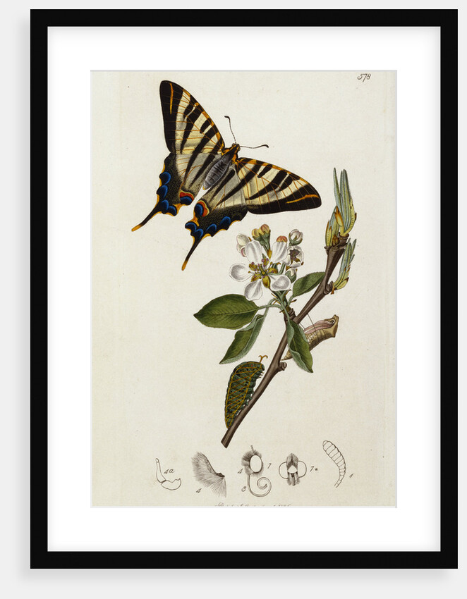 A Scarce Swallow-Tail Butterfly (Iphiclides podalirius) on Pear Blossom (Pyrus communis) by Anonymous