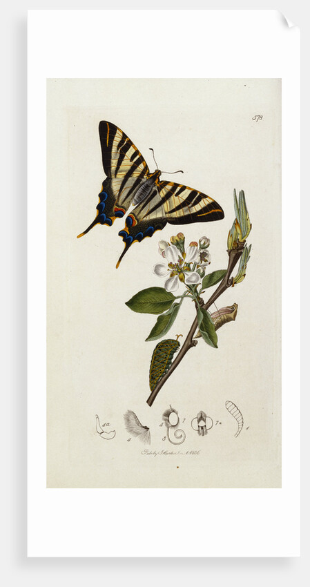 A Scarce Swallow-Tail Butterfly (Iphiclides podalirius) on Pear Blossom (Pyrus communis) by Anonymous