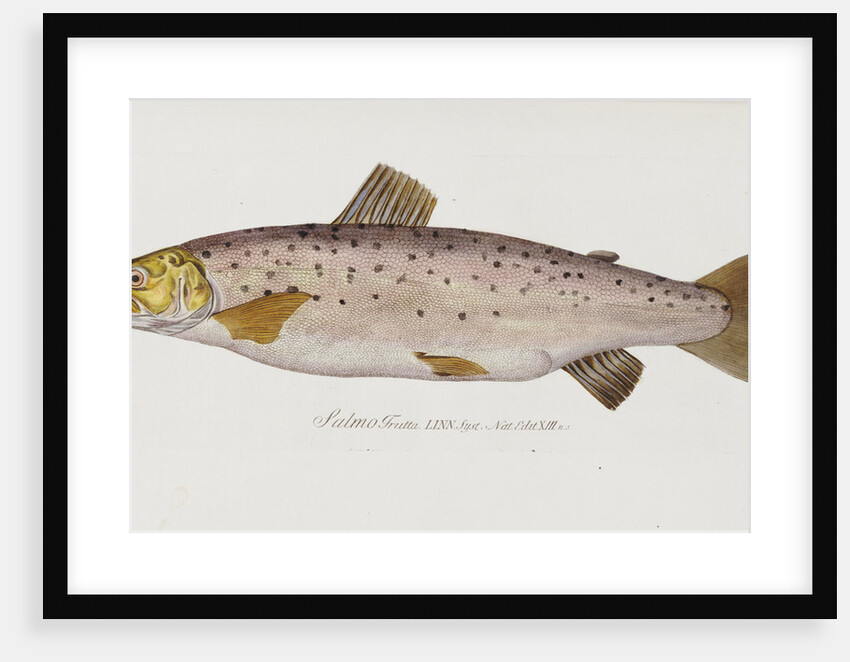 Brown Trout (Salmo trutta) by Baron Carl Von Meidinger