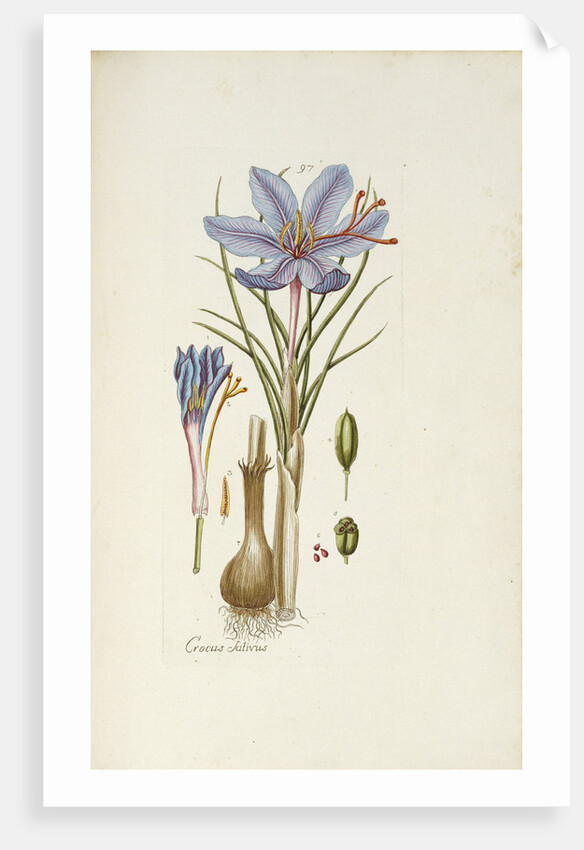 Crocus Sativus by Anonymous