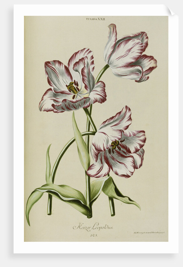 Keizer Leopoldus by Anonymous