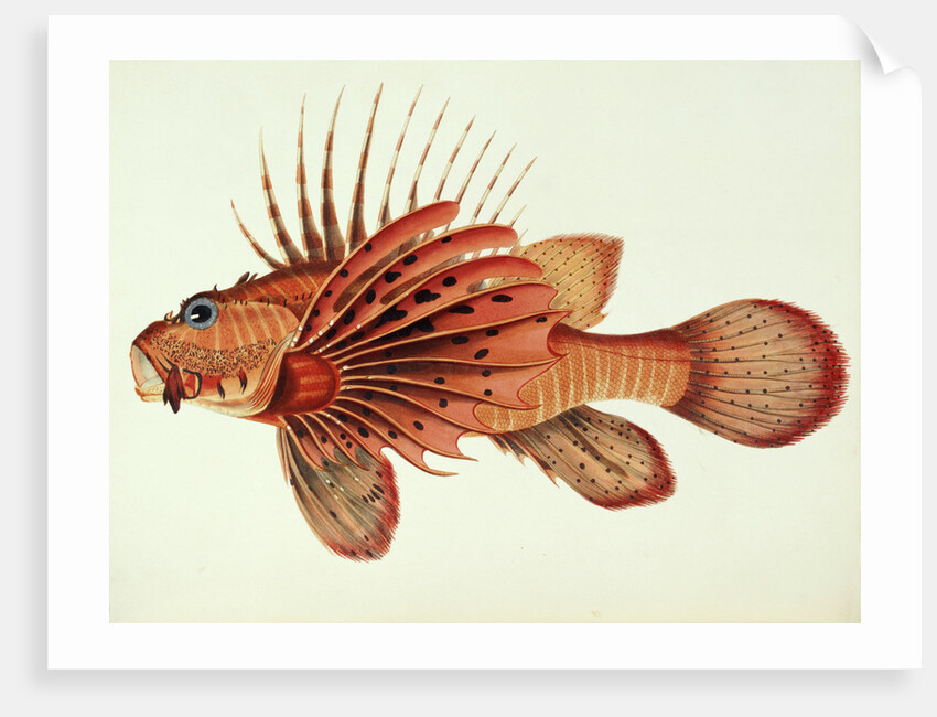 Ratoo Gini Maha by John Whitchurch Bennett