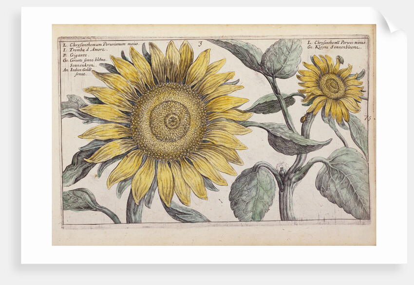 Giant Sunflower (Peruvian Chrysanthemum) by Anonymous